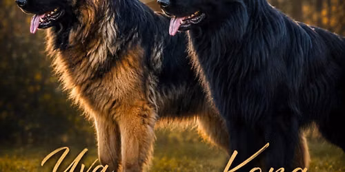 German Shepherd 
