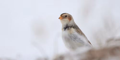 Dubuque Audubon Christmas Bird Count