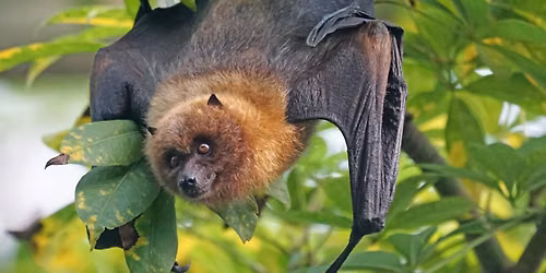 Adventures with Bats (2.5-4 yrs old) 