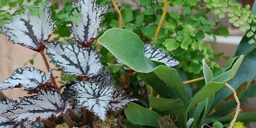 Dig In! Living Centerpiece Workshop