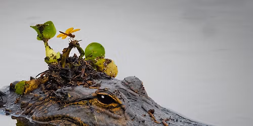 CREW Flint Pen Strand Birding Trip