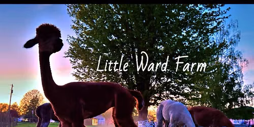 Little Ward Farm\u2019s 5th Annual National Alpaca Day