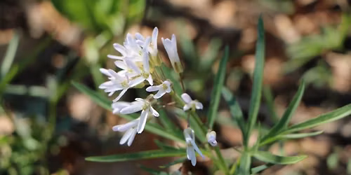 Spring Wildflower Walk @ St. Mihiel Woods