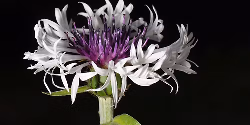 \ud83c\udf41 \u00c9dition d'automne \ud83c\udf37 Journ\u00e9es des plantes et Arts du jardin \ud83c\udf38 Manoir de la Garde (69)