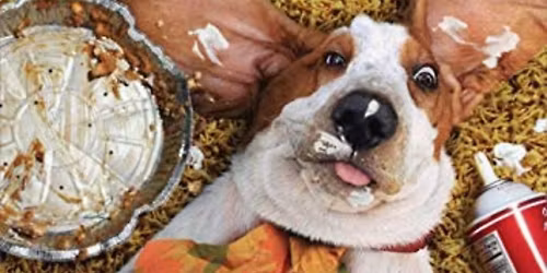 Let's Paws and Give Thanks - Adoption Event