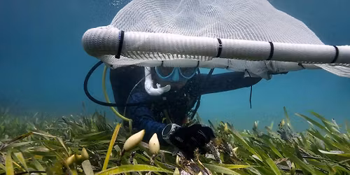 Seeds for Snapper WA 2025 \u2013 Community Snorkel Day