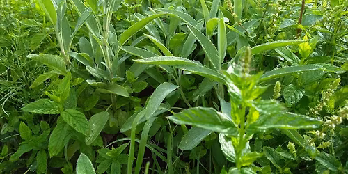 V\u00e4xtMagi,  8 magiska kv\u00e4llar