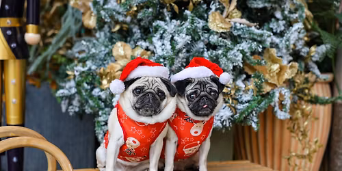 PUG CAFE CHRISTMAS - LEICESTER