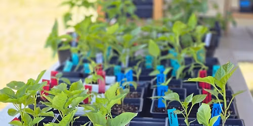 Plant sale at the Stand!