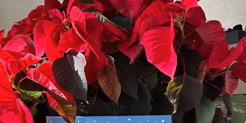 Holiday \ud83d\udca8 and \ud83c\udfa8 at Full Spectrum