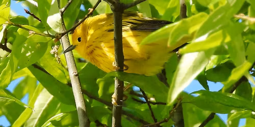 First Saturday Guided Bird Walk with Sussex Bird Club