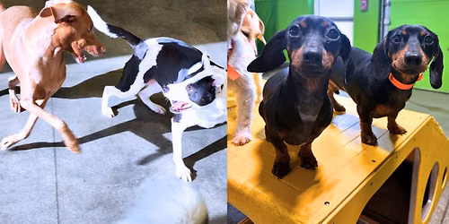 $20 Daycare Special!