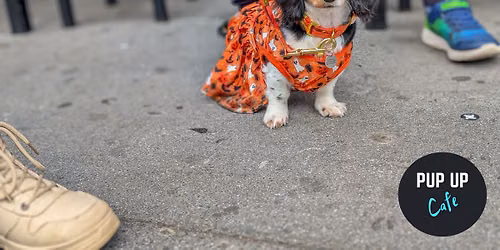 Hallo-ween Dachshund Pup Up Cafe \u2013 Birmingham\ud83c\udf83