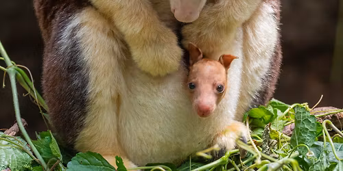 Joey Banks' Holiday Show Spectacular!