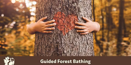 Guided Forest Bathing