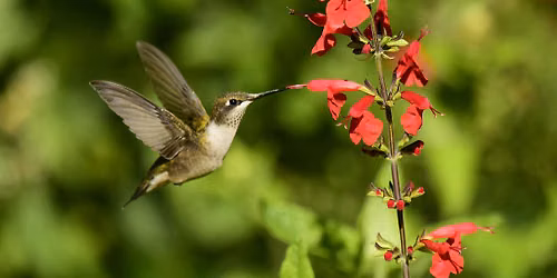 Avena Botanicals Garden Herb Walk (Guided Tour)