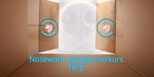 Nosework nybegynnerkurs med Everydaydog