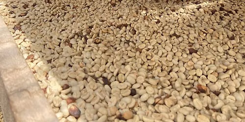 Semilla Cupping @ Coffee Nexus