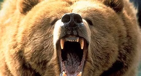 Michigan Concealed Pistol License