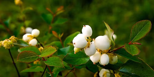 Growing Native Plants