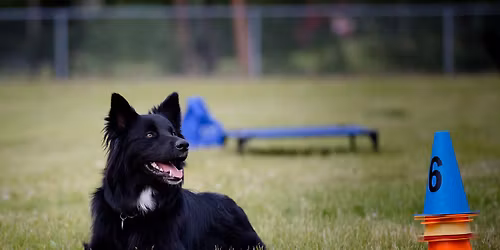 Puppy Advanced - Monday