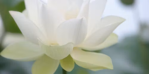 Dharma Teaching: The 4 Immeasurables - Loving Kindness, Compassion, Joy, & Equanimity