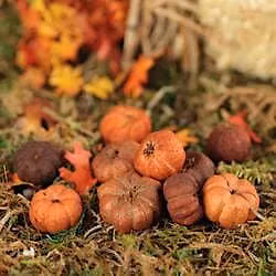 The Adults Only Great Pumpkin Scavenger & History Hunt: Balboa Park