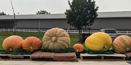 Pumpkin Contest