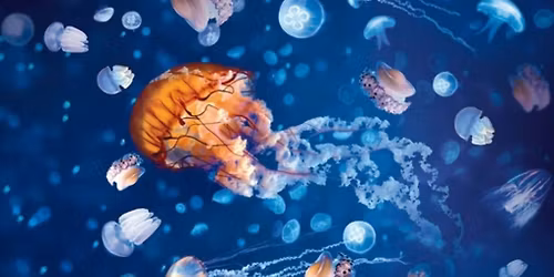 Sea Life + Legoland Discovery Centre Birmingham + Cadbury World