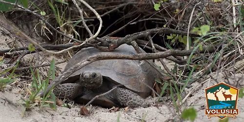 Gopher Tortoise Hike