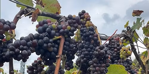 Fenstad Vel inviterer til en smakfull vinaften p\u00e5 Huser G\u00e5rd