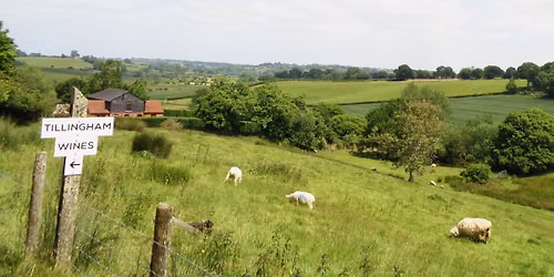 Winchelsea 13 mile walk