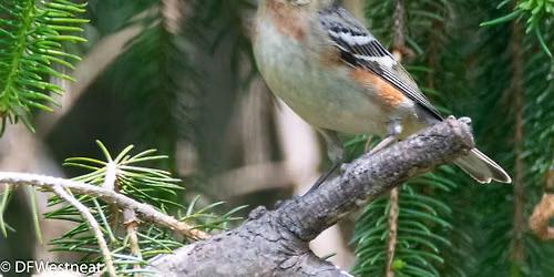 Fall Birding with Red Oaks Birding Club