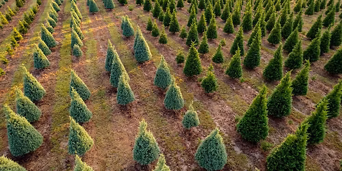 Christmas Tree Farm Mini\u2019s
