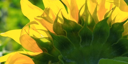 Breathe & Radiate - A Summer Solstice Breathwork Journey