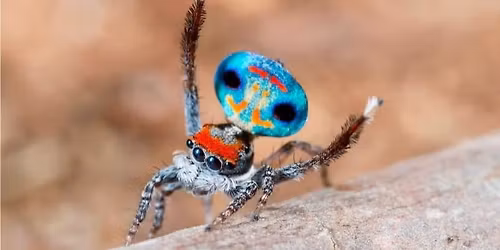 A Taste for the Beautiful: Free Public Program