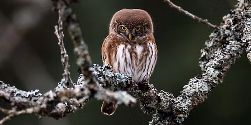 Maridalsskogen med Falkeklubben OA og BirdLife Ung