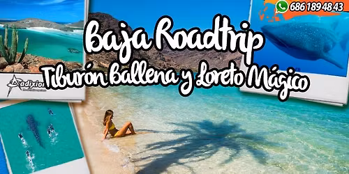 NADO CON TIBUR\u00d3N BALLENA & LORETO \u2013 5 D\u00cdAS \/ 4 NOCHES