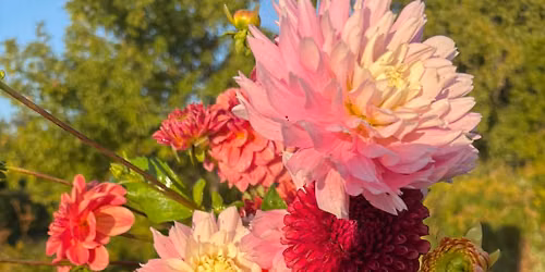 Dahlia Workshop