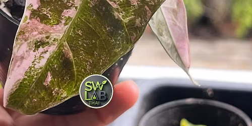 BANGKOK INTERNATIONAL EXOTIC PLANTS SHOW & SALE 17 DECEMBER 2-4, 2025