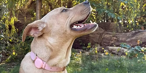 Dogs in Flight adoption event at Billy Bishop Toronto City Airport