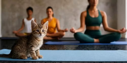 Kitten Yoga @ Dogtopia Stone Oak
