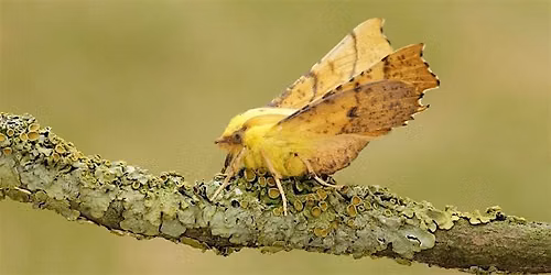 Moth Night: Glasgow Botanic Gardens