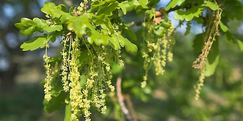 Spring Bioblitz at Sydenham Hill and Dulwich Wood: Forgotten Flowers