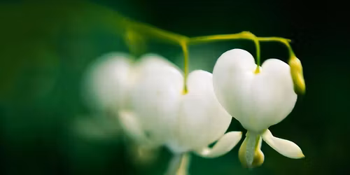 VENTURA OPTIMIST GARDEN TOUR 2026