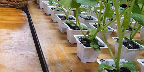 Seedling Swap