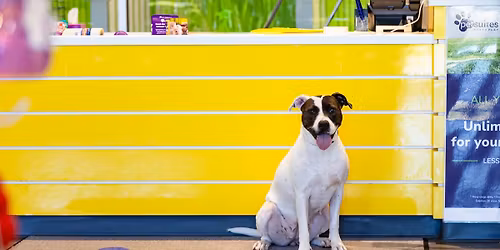 Adoption Event & Food\/Supplies Drive - PetSuites Lawrenceville