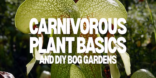 Carnivorous Plant Basics and DIY Bog Gardens w\/ Cultivate The City