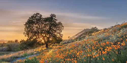 Summit Social: The Super Bloom Campout