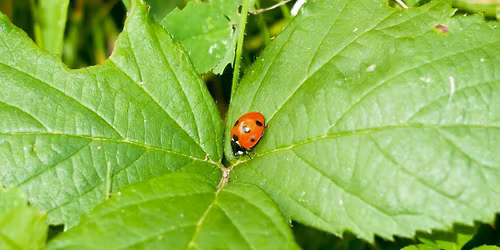 Integrated Pest Management (IPM)